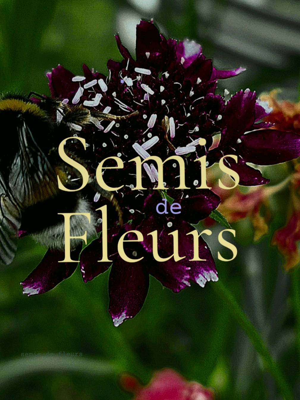 Vidéo UGC de Bérengère : Semis de fleurs, Vidéo TikTok : semer bisannuelles et vivaces en fin d’été