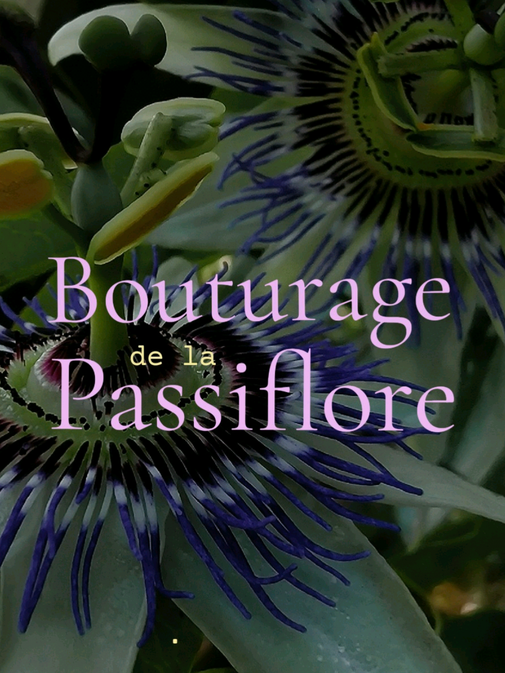 Vidéo UGC de Bérengère : Bouturage, Vidéo TikTok : tutoriel sur une plante grimpante