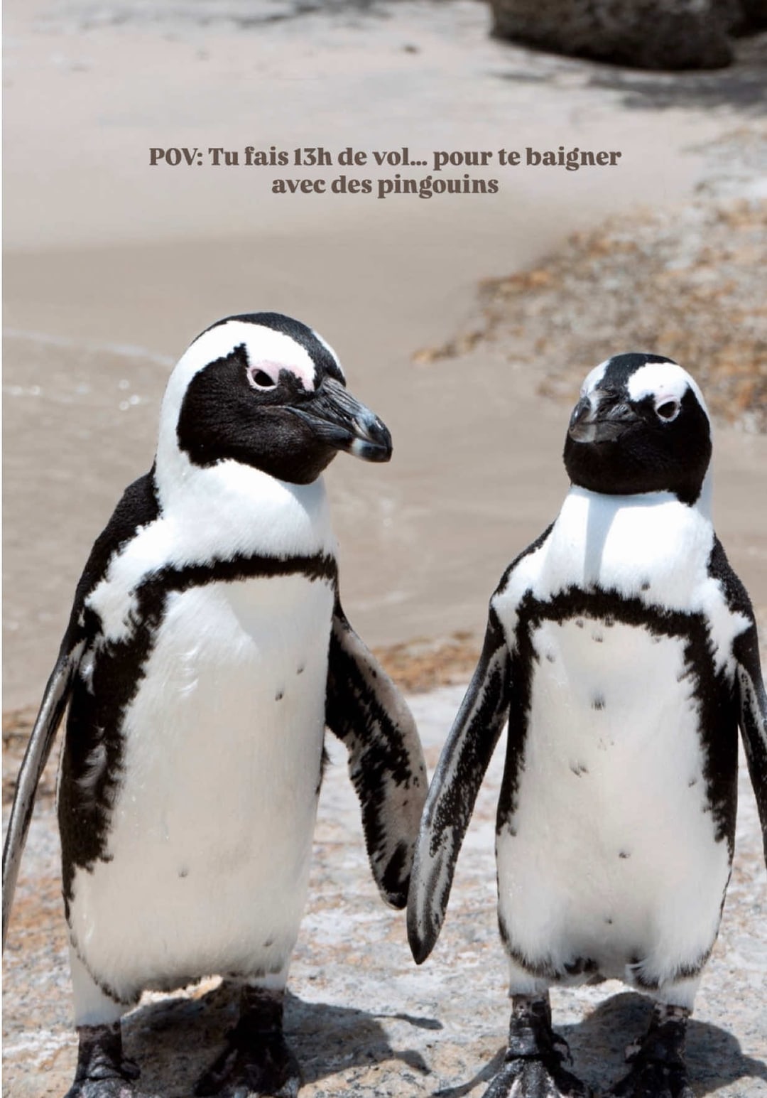 Vidéo UGC de Maéva : Plage aux manchots, Vidéo TikTok : visite d'un site naturel et infos pratiques