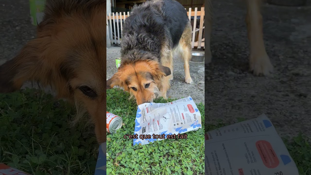 Vidéo UGC de Noémi : Petty Well, Alimentation animale · Démonstration