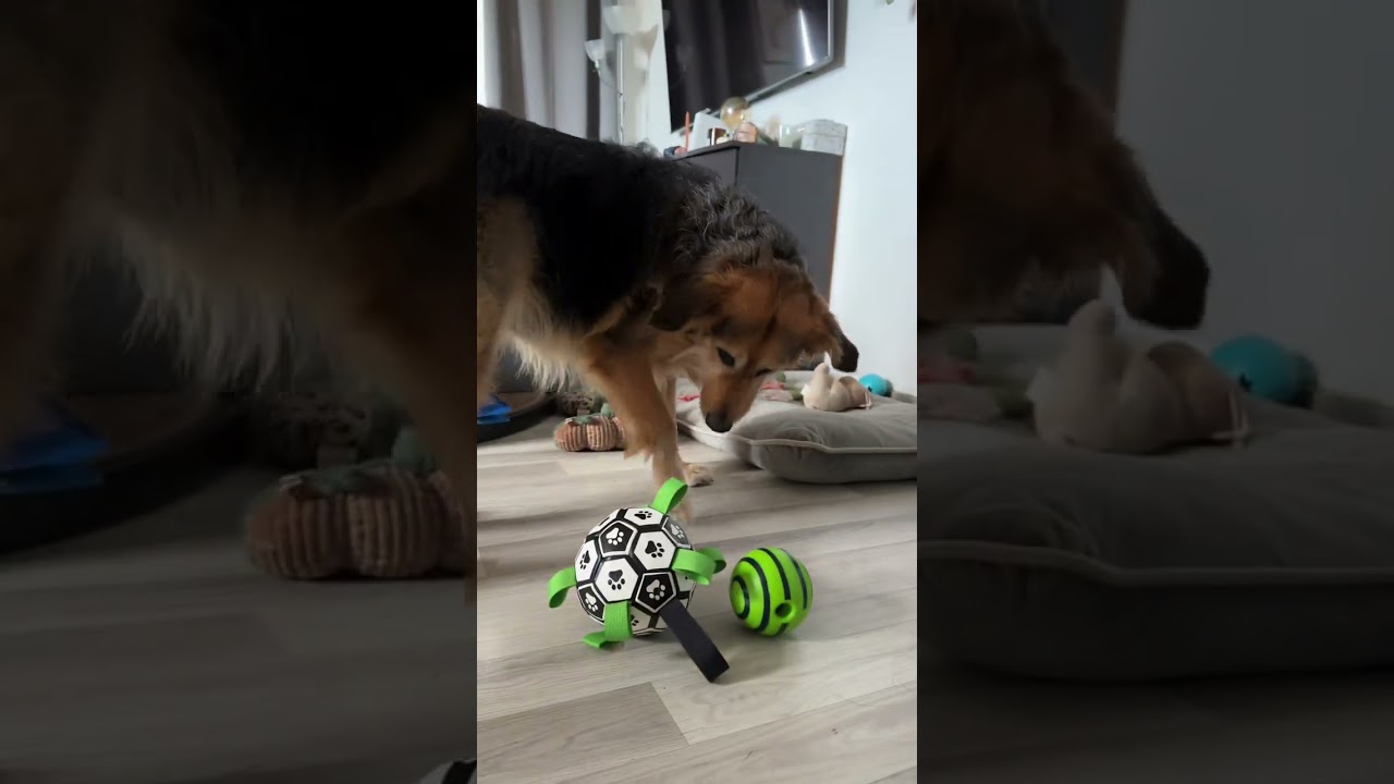 Vidéo UGC de Noémi : Balade ChienChien, Jouets pour animaux · Démonstration